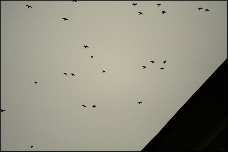 composition with birds