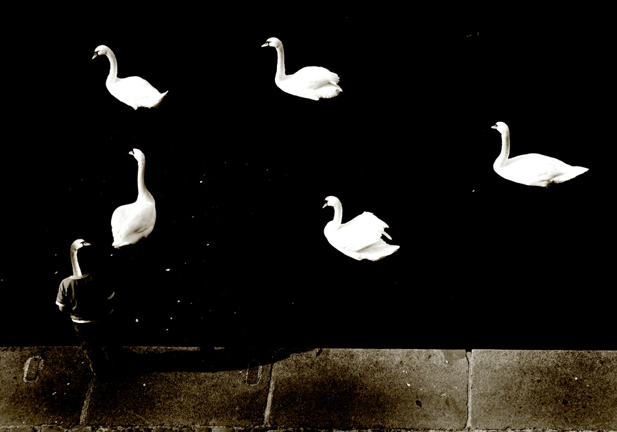 swans